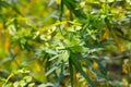 Tabaiba salvaje is a shrub endemic of Canary Islands