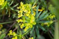 Tabaiba salvaje Euphorbia regis-jubae is a shrub endemic of Canary Islands