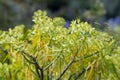 Tabaiba salvaje is a shrub endemic of Canary Islands