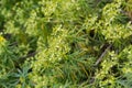 Tabaiba salvaje is a shrub endemic of Canary Islands