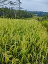 Tabanan Regency, 25 June 2023 : Rice field on terrace in jatiluwih Bali, Indonesia Royalty Free Stock Photo