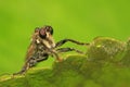tabanidae insect prey on aphids Royalty Free Stock Photo