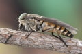 Tabanus species Common horse fly large parasitic fly with green eyes and brown and black abdomen on green and brown blur Royalty Free Stock Photo