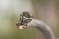 Tabanus species Common horse fly large parasitic fly with green eyes and brown and black abdomen on green and brown blur Royalty Free Stock Photo