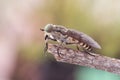 Tabanus species Common horse fly large parasitic fly with green eyes and brown and black abdomen on green and brown blur Royalty Free Stock Photo