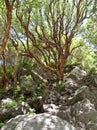 A tabaquillo tree in Villa de Merlo, San Luis, Argentina