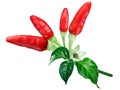 Tabasco chile peppers, paths