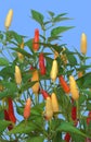 Tabasco Chilli Peppers Plant Royalty Free Stock Photo