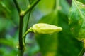 Tabasco pepper also known as Cabai rawit in Indonesia Royalty Free Stock Photo