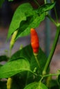 Tabasco Pepper