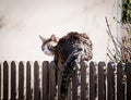 Tabbed cat on a wooden fence Royalty Free Stock Photo