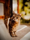 A tabby adorable cat sitting outdoors on a sunny summer day. The beauty of nature, and the charm of domesticated animals enjoying