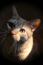 Sweet Sunlit Face of Orange Tabby Cat Surrounded in Shadows II