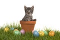 Tabby baby cat kitten in a flower pot on green grass and colored easter eggs Royalty Free Stock Photo