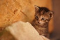 Tabby baby kitten play outdoor. Cute kitty closeup portrait. Little hunter