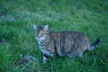 Tabby barn cat hunting in a lush pasture