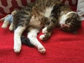 Tabby Boy Cat with Teddy Bear