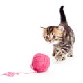 Tabby british kitten playing red clew isolated Royalty Free Stock Photo