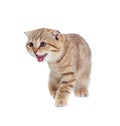 Tabby british little kitten isolated Royalty Free Stock Photo