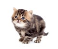 Tabby british little kitten looking up isolated Royalty Free Stock Photo