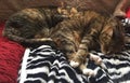Tabby Brother and Sister relaxing together Royalty Free Stock Photo