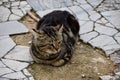 Tabby Brown and Black cat resting on ancient tiles.