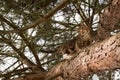 Tabby brown cat climbs a tree, outside