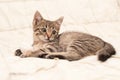 Tabby brown stripped kitten on white blanket on bed at home