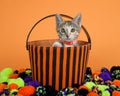 Tabby Calico Kitten Peeking out of Halloween Basket Royalty Free Stock Photo