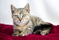 Tabby calico kitten on red velvet blanket