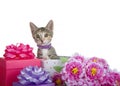 Tabby Calico mix kitten biting tail peeking out of presents with flowers Royalty Free Stock Photo