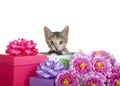 Tabby Calico mix kitten biting tail peeking out of presents with flowers