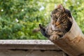 Tabby calm cat resting on the shiver roof Royalty Free Stock Photo