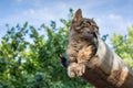 Tabby calm cat resting on the shiver roof Royalty Free Stock Photo
