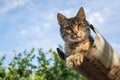 Tabby calm cat resting on the shiver roof Royalty Free Stock Photo