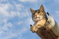 Tabby calm cat resting on the shiver roof Royalty Free Stock Photo