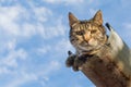 Tabby calm cat resting on the shiver roof Royalty Free Stock Photo