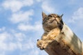 Tabby calm cat resting on the shiver roof Royalty Free Stock Photo