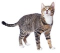 Tabby cat Royalty Free Stock Photo