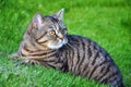 Tabby cat Royalty Free Stock Photo