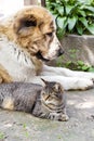 Tabby cat and Alabai dog Central Asian Shepherd laying on ground in the garden Royalty Free Stock Photo