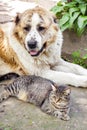 Tabby cat and Alabai dog Central Asian Shepherd laying on ground Royalty Free Stock Photo