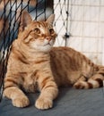 Tabby cat on a balcony by metal grid fence