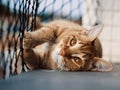Tabby cat on a balcony playing with the metal fence Royalty Free Stock Photo