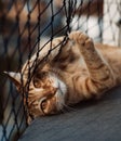 Tabby cat on a balcony playing with the metal grid fence