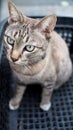 Tabby Cat Royalty Free Stock Photo