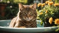 Tabby cat bathing in the sunny garden.