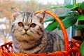 Tabby cat. A beautiful gray shorthair cat with yellow eyes sits against background of winter window. Black white kitten sits Royalty Free Stock Photo