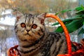 Tabby cat. A beautiful gray shorthair cat with yellow eyes sits against background of winter window. Black white kitten sits Royalty Free Stock Photo