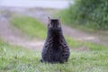 Tabby cat from behind siting on the grass in front of a driveway, waiting for its family coming home, copy space Royalty Free Stock Photo